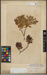 Foto von Salix waldsteiniana Willd.
